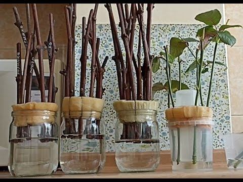 Корнедатель. Прорастить корни быстро. Без каллуса и гниения. Читать описание.