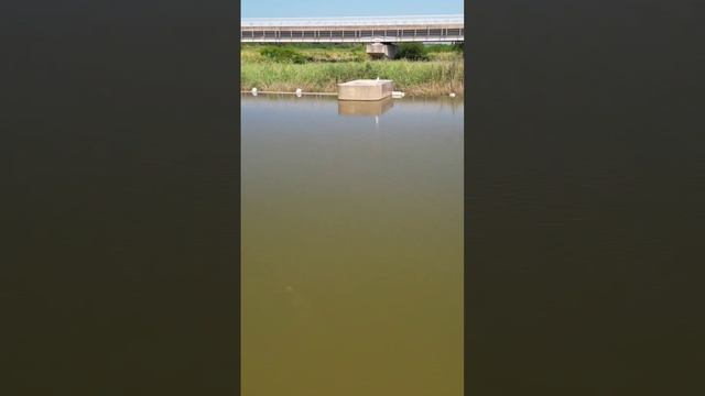 slingshot fishing #рыбалкасрогаткой #slingshotfishing #охотанарогатку #чингу #chingu смотреть онлайн