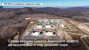 По соседству с амурским тигром