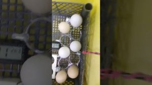 Инкубация куриных яиц. последний этап