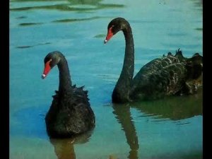 Асканія Нова. 1985