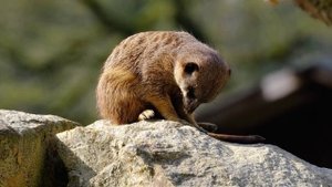 12718092_3840_2160_30fps