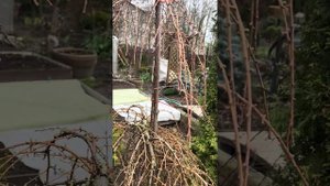 Как увеличить штамб лиственницы?