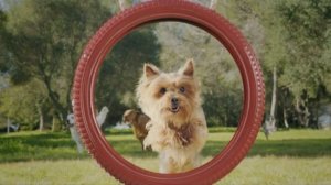 Реклама Purina One Mini для собак