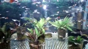 гуппи Platinum Red Tail