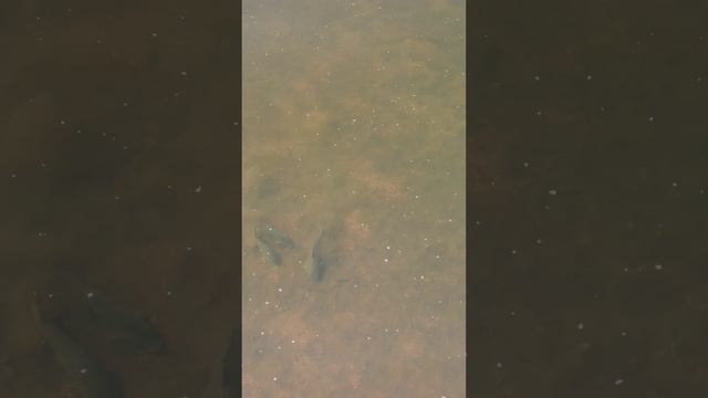 семейство карповых #рыбалкасрогаткой #slingshotfishing #охотанарогатку #охотасрогаткой смотреть онлайн