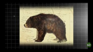 Эволюция Медведей И Их История На Планете Земля