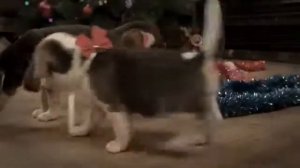 Сабачки