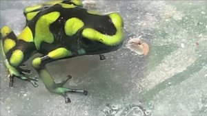 Лягушки древолазы.Красивые создания дома.Поют как птицы.