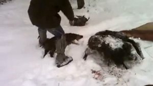 Охота на кабанчиков!