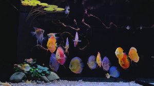 Аквариум с дискусами и скаляриями от Đặng Đình Đức