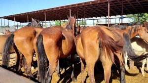 МАЛ БАЗАРЫ. КАРАБУЛАК.