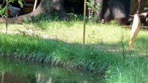 Свой пруд.Рыбалка на карася..Из пруда на сковородку