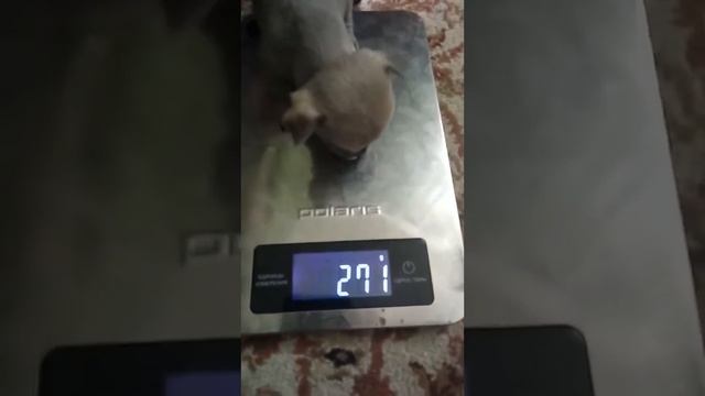 Взвешивание чихуахуа малыши от Филиппа и Мэри