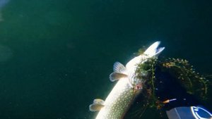 C4 Mr Carbon 2.0 Speargun 65 Black .Осенняя щука .