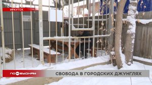 Бездомный в Иркутской области – вынужденный образ жизни или вредная привычка?