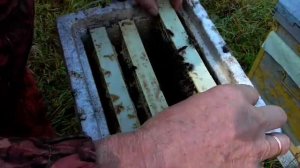 Запасные матки ВИДЕО Часть2