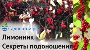 Лимонник. Три секрета хорошего плодоношения. Питомник Садпочтой.рф #садпочтой