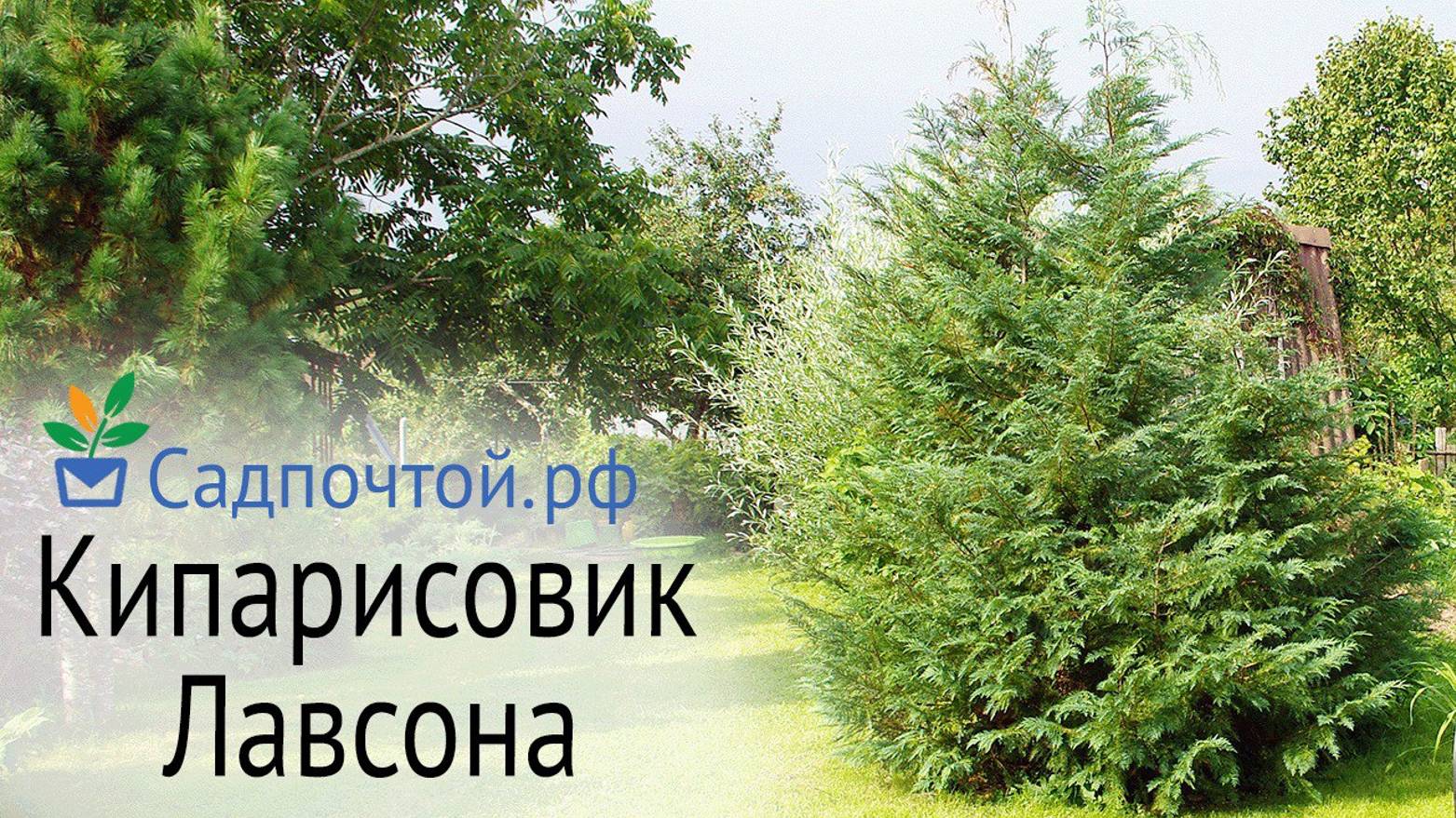 Кипарисовик Лавсона, зимостойкая форма, прекрасно зимует в Петербурге и не подгорает