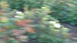 Чайная роза Тоффи