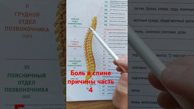 Боль в спине #больвспине #боль #спина #позвоночник #докторбутов #психосоматика #массаж