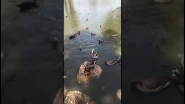 Beautiful Ducks in Ramatgan,Israel || Just me Ethel