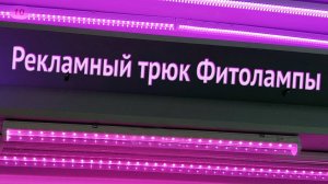 Белый светильник против фитолампы -  подсветка без ошибок и лишних затрат