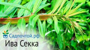 Ива удская или сахалинская "Секка"  "Sekka" - фантастическое цветение и необычные побеги