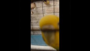 интересная история про моих попугаев