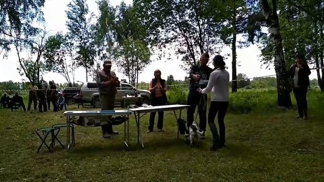 Щелковская межрайонная выставка охотничьих собак 2017
