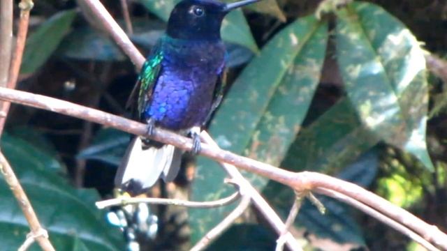 NEAR ENDEMIC - Velvet-purple Coronet - Boissonneaua jardini - CHOCO ENDEMICS - TATAMA AREA смотреть онлайн