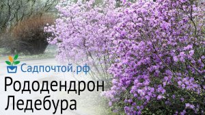 Рододендрон Ледебура цветение  правильная посадка