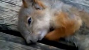 Мертвая Белка