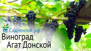 Виноград Агат Донской -  зимостойкий, урожайный и комплексно устойчив.