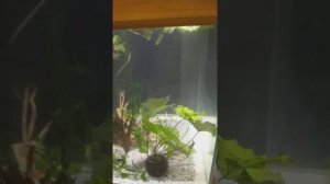 Запуск аквариума кубика