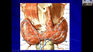 ИГМУ_Кафедра_онкологии_и_лучевой_терапии. Опухоли головы и шеи