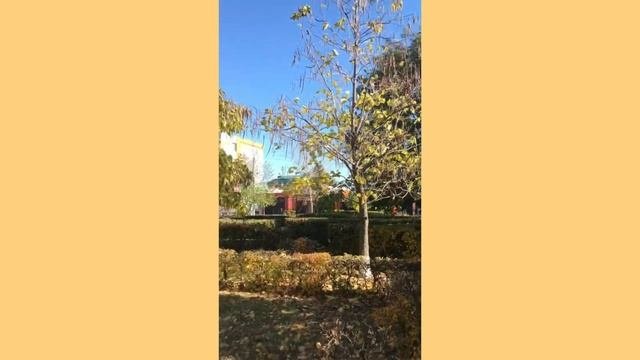 Каялов бор осенью #россошь #каяловбор #золотаяосень