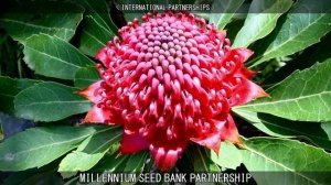 MILLENNIUM SEED BANK PROJECT.