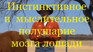 Инстинктивное и мыслительное полушарие мозга лошади (Клинтон Андерсон).