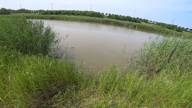 охота на рыбу(пеленгас,сазан) смотреть онлайн