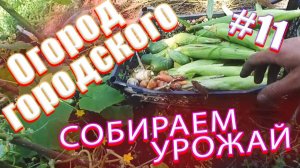 11е августа 2018