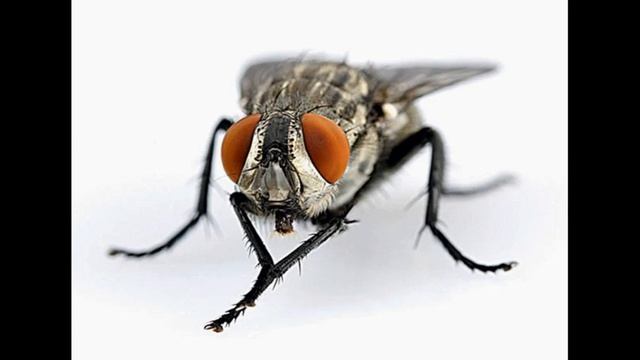 Форми поведінки тварин смотреть онлайн