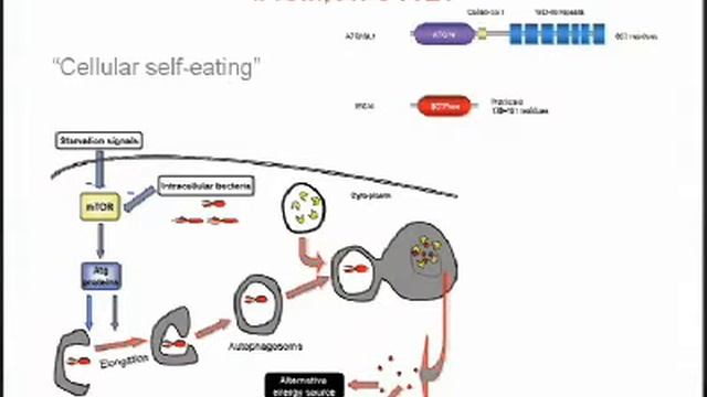 Vito Annese: Il ruolo della genetica nelle Malattie Infiammatorie Croniche Intestinali (MICI) смотреть онлайн