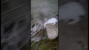 Оптом 20 дона харгуш фруши срочно бдоре бине