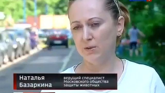 Новости России сегодня 07 07 2015 Черные копатели Криминальная хроника России
