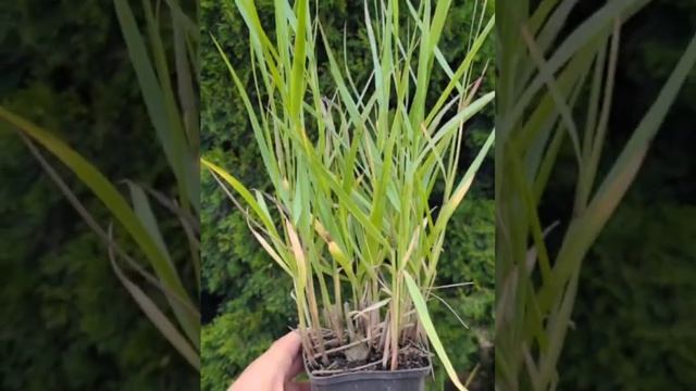 ЗЛАКИ. ЧТО СТОИТ ВЫБРАТЬ ДЛЯ САДА СРЕДНЕЙ ПОЛОСЫ? #shortvideo #дача #сад #новинка#ландшафтныйдизайн