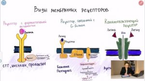 ВСЕ О ГОРМОНАХ: КЛАССИФИКАЦИЯ, СТРОЕНИЕ, МЕХАНИЗМ ДЕЙСТВИЯ, РЕГУЛЯЦИЯ