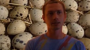 Инкубационное яйцо перепелов почтой // Результат эксперимента //