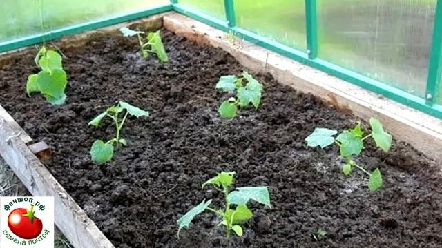 В каком возрасте высаживать рассаду огурцов?