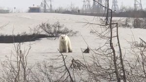 Белый медведь в норильске